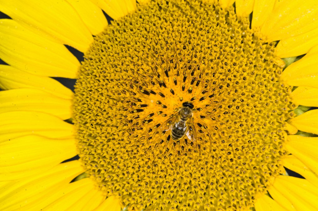 Bees harvesting pollen from sunflowers