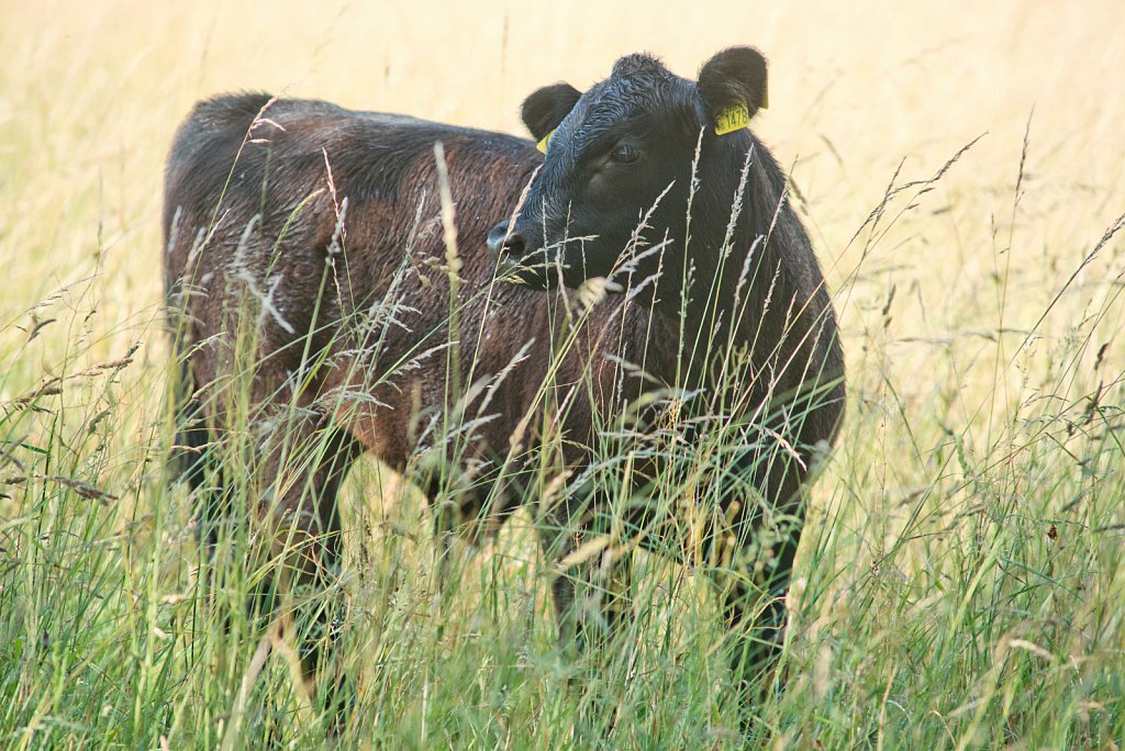 Somerleyton Rewilding